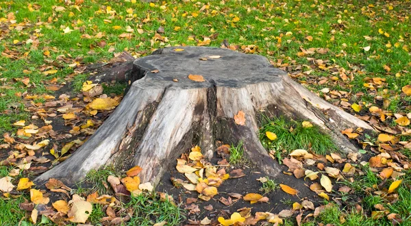 Ağacın eski kütüğü.