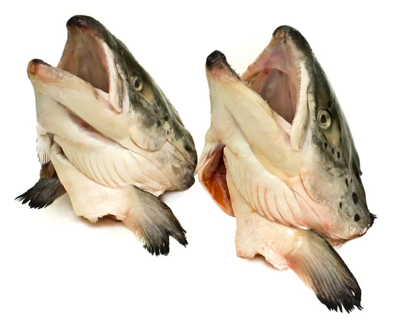 Two heads of salmon. — Stock Photo, Image