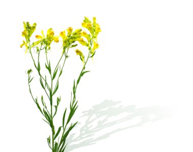 sarı kır çiçekleri