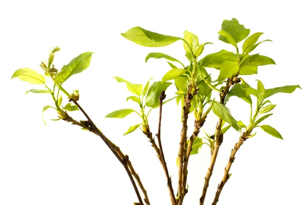 Young leaves of poplar — Stock Photo, Image