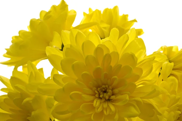 Gele chrysant, close-up — Stockfoto