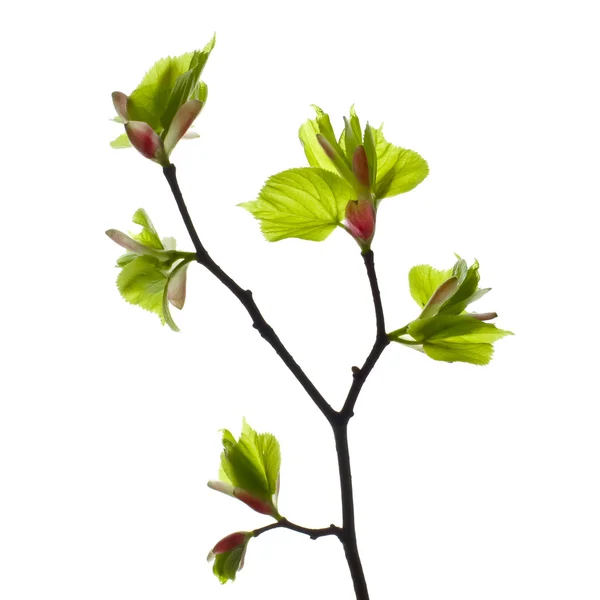 Linden branch with young leaves and buds. — Stock Photo, Image