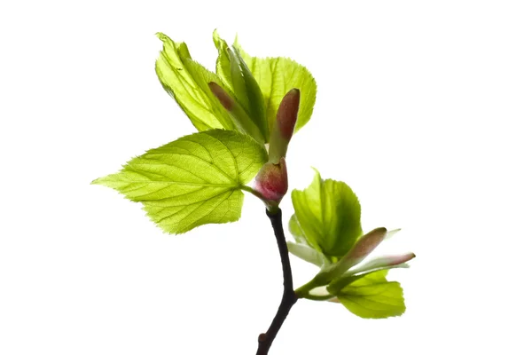 Linden gren med knoppar och unga blad. — Stockfoto