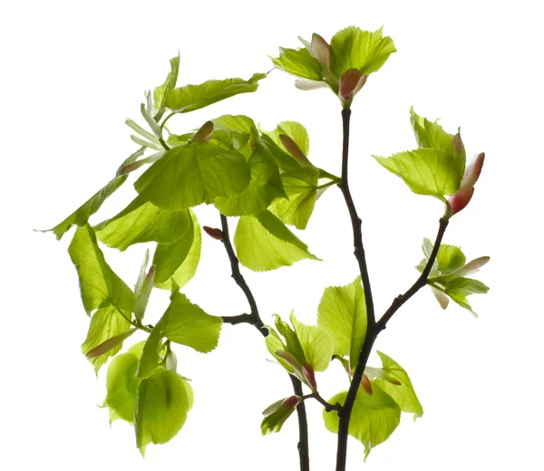 Linden branch with young leaves and buds. — Stock Photo, Image