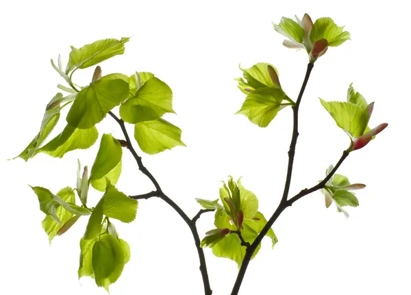 Branche de tilleul avec jeunes feuilles et bourgeons . — Photo