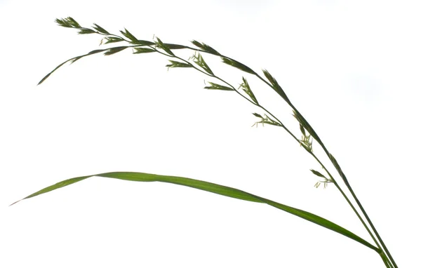 Nasiona trawy — Zdjęcie stockowe