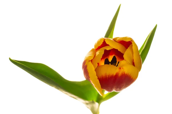 Un tulipano — Foto Stock