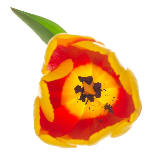 One tulip — Stock Photo, Image