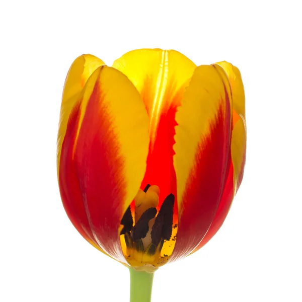 Un tulipán — Foto de Stock