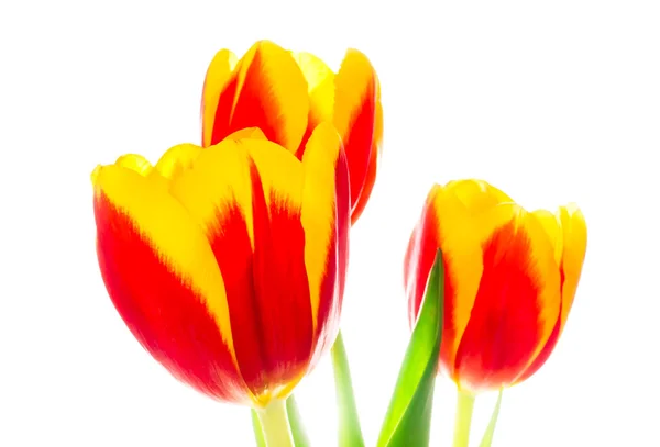 Three tulips — Stock Photo, Image