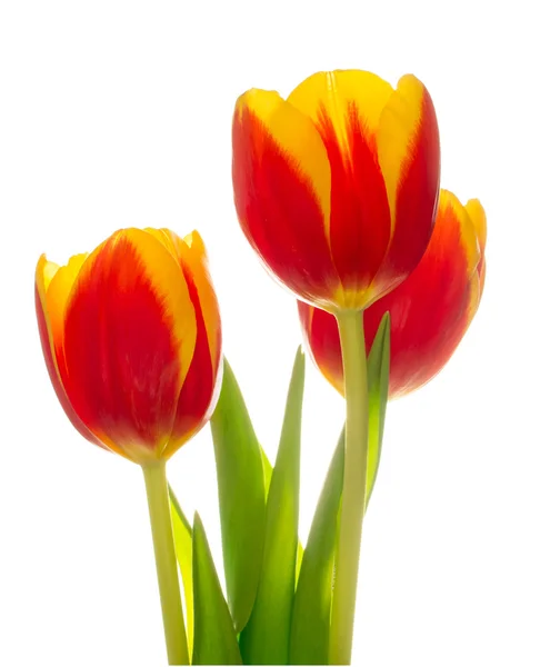 Three tulips — Stock Photo, Image