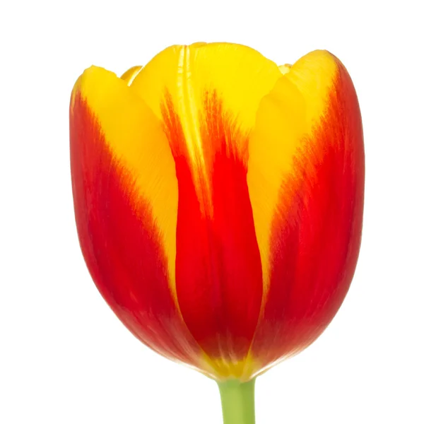 Un tulipán — Foto de Stock