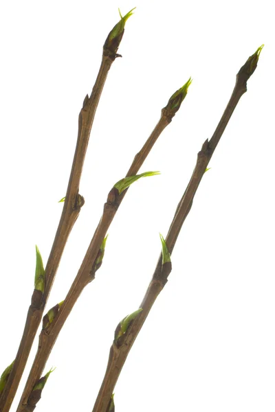 Nyárfa ágak a zöld rügyek — Stock Fotó