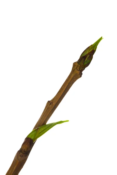 Poplar branch with green buds Stock Photo