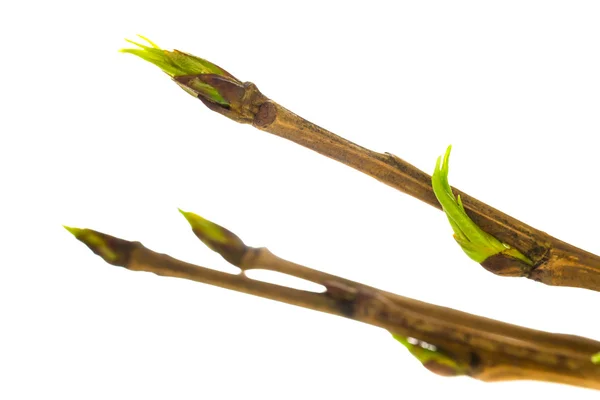 Poplar branches with green buds Stock Picture