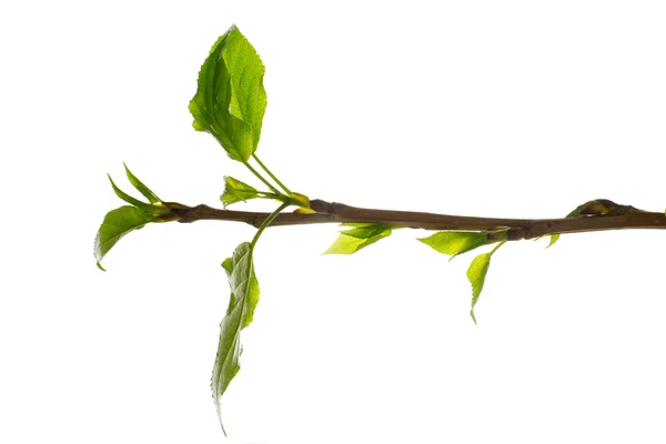 Young leaves of the tree — Stock Photo, Image