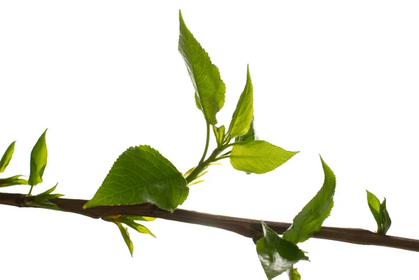Young leaves of the tree — Stock Photo, Image