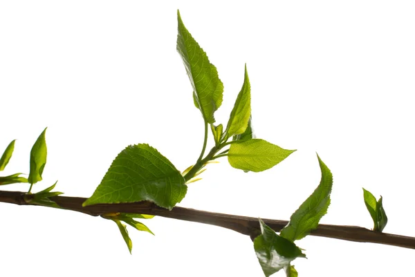 Jonge bladeren van de boom — Stockfoto