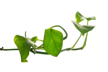 houseplant tırmanma