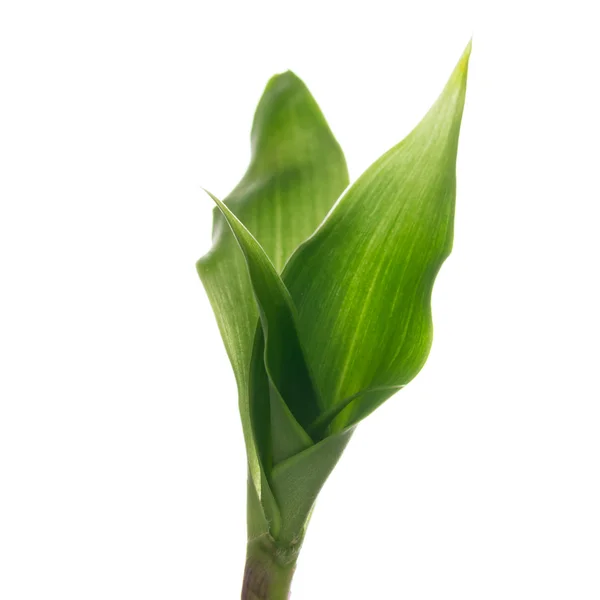 Callisia fragrans — Stock Photo, Image