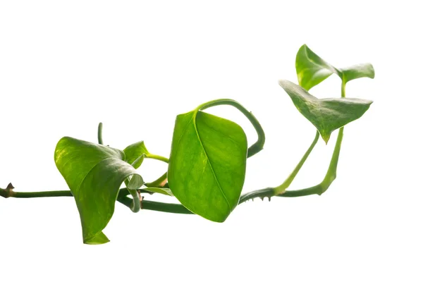 Climbing houseplant — Stock Photo, Image