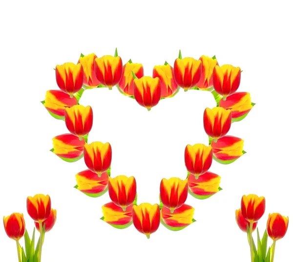 Frame of tulips — Stock Photo, Image