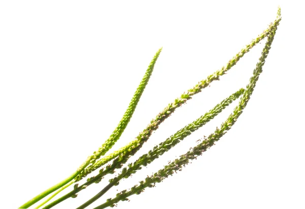 Psyllium seeds — Stock Photo, Image