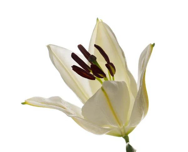 White lily isolated — Stock Photo, Image
