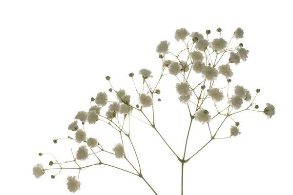 Boom tak met witte bloemen — Stockfoto