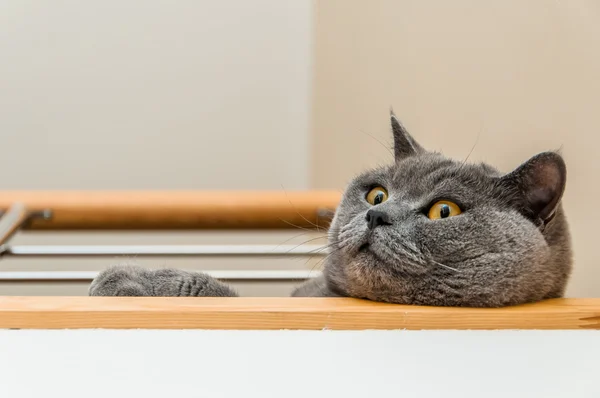 İngiliz kısa hava kedisi