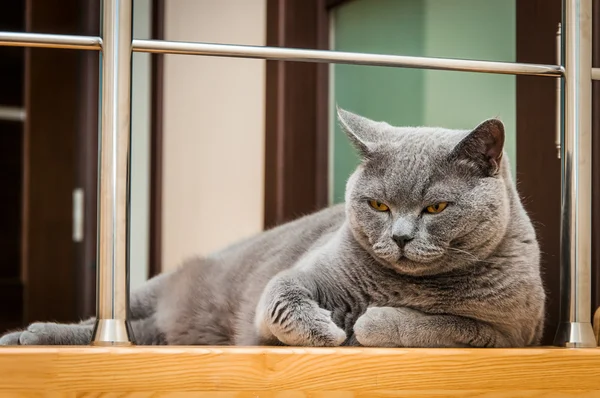 İngiliz kısa hava kedisi