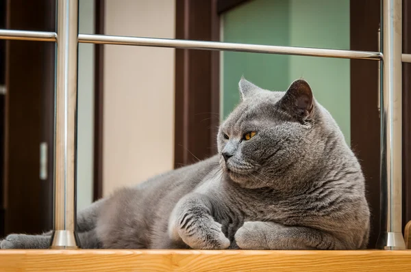 İngiliz kısa hava kedisi