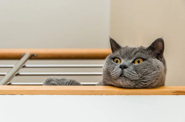 İngiliz kısa hava kedisi