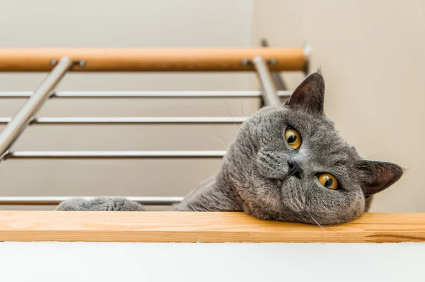 İngiliz kısa hava kedisi