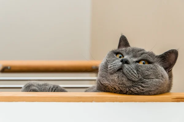 İngiliz kısa hava kedisi