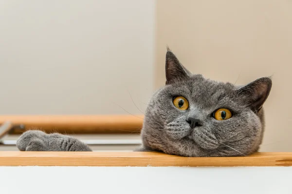 İngiliz kısa hava kedisi