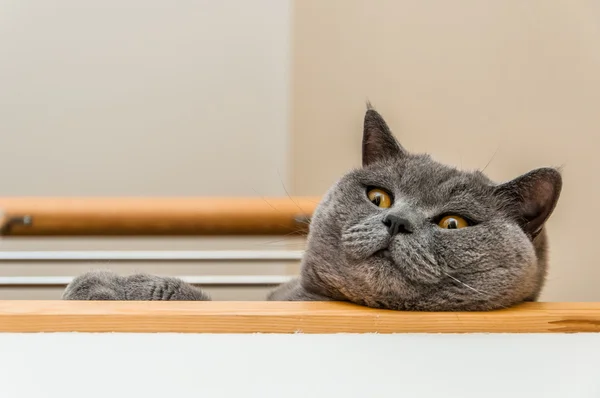 İngiliz kısa hava kedisi