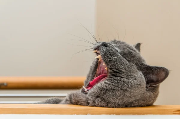 İngiliz kısa hava kedisi