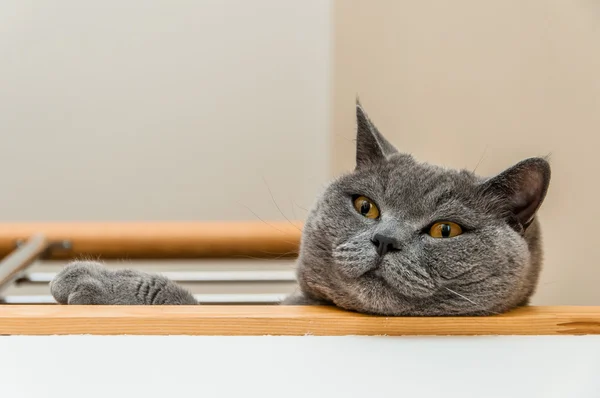 İngiliz kısa hava kedisi