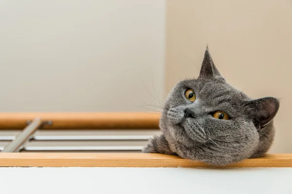 İngiliz kısa hava kedisi