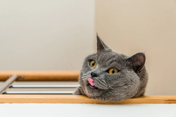 İngiliz kısa hava kedisi