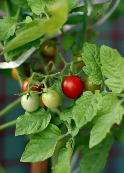 Cherry rajče čerstvá v zahradě — Stock fotografie