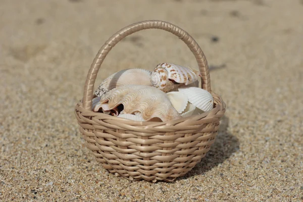 Cesta con conchas en la orilla del mar — Foto de Stock