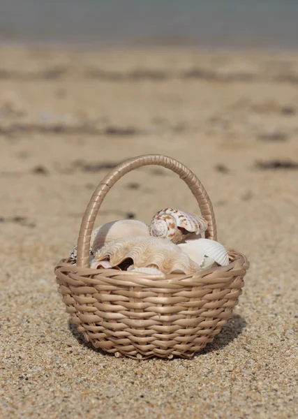 Koš s mušlemi na pláži Stock Obrázky