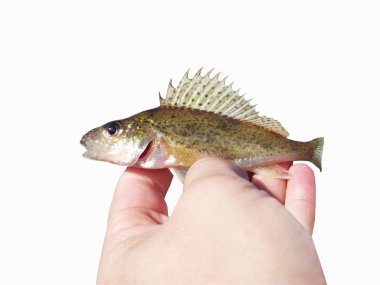 Avrasya ruffe