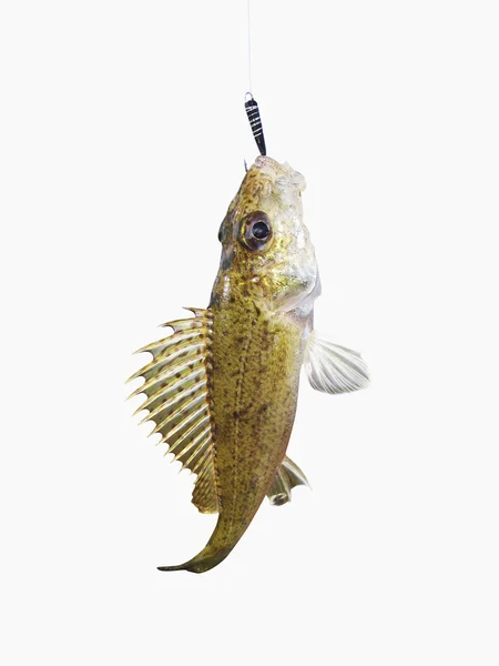 Eurasiska ruffe på en fiskekrok — Stockfoto