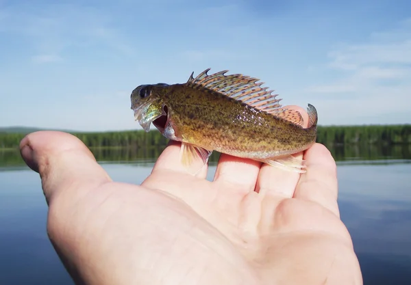 Ruffe euroasiática —  Fotos de Stock