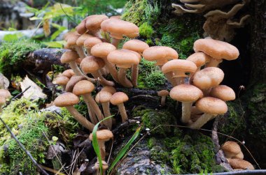 Armillaria mellea orman,