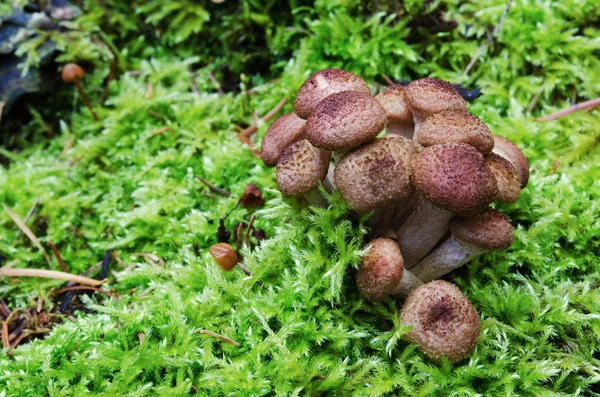 Armillaria mellea — Stockfoto