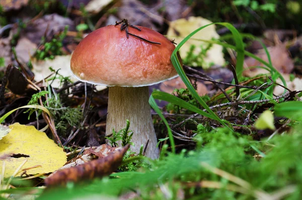 Boletus edulis — Stock Photo, Image